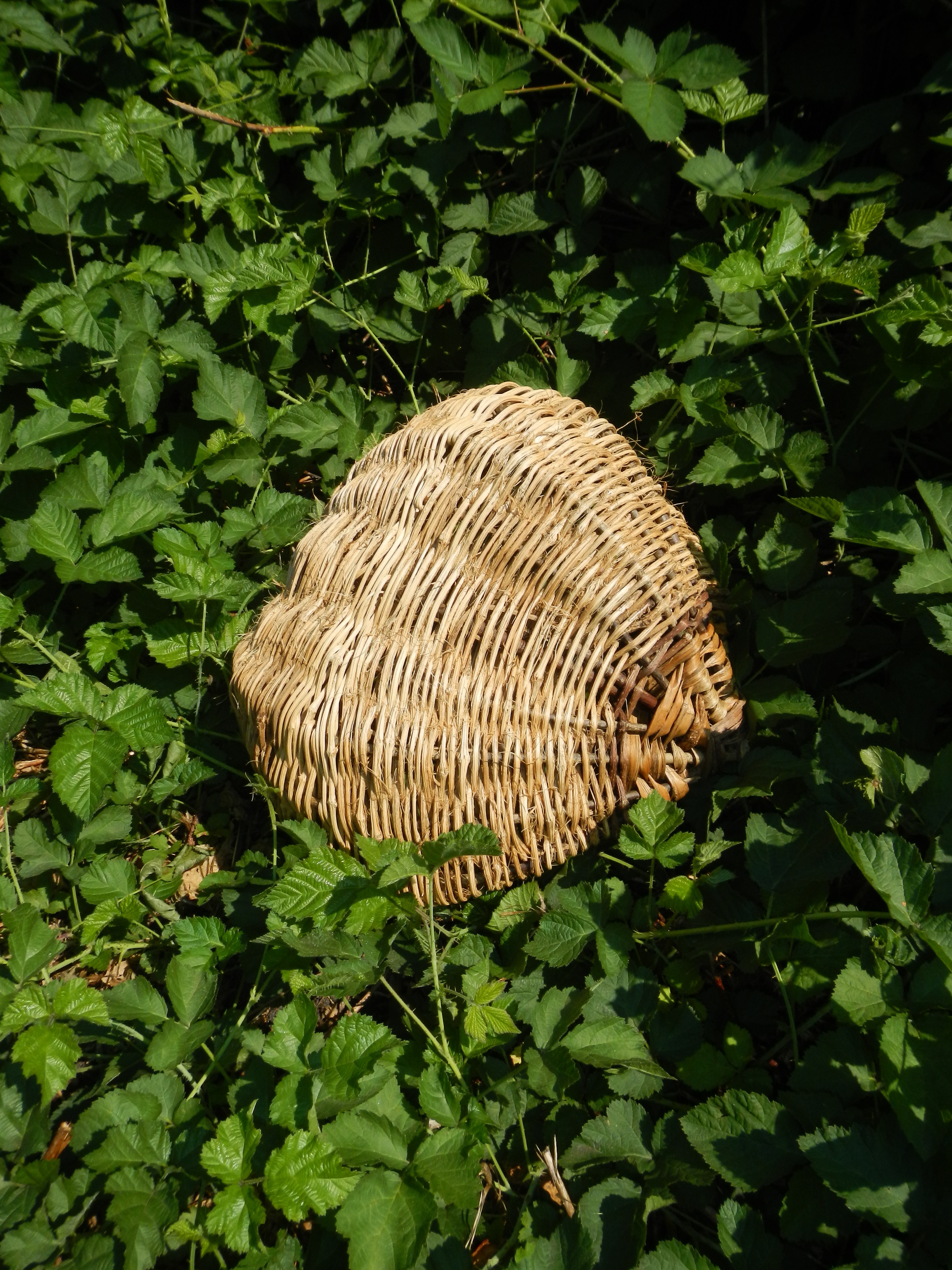 wild basketry