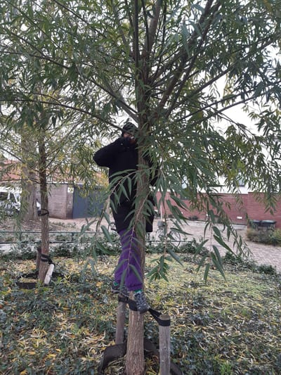 Action 4:transplanting willow