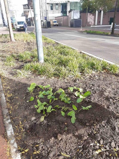 Action 2:planting "weeds" in the traditional style