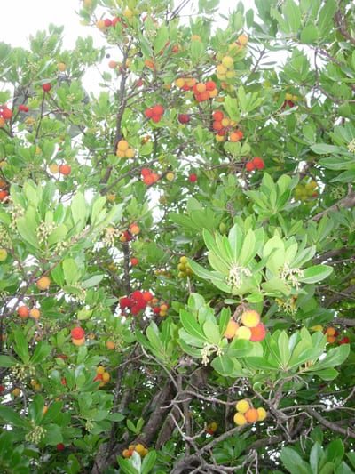 Corbezzolo