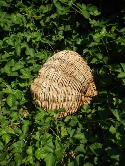 wild basketry